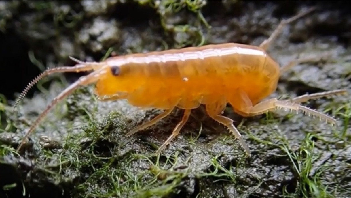 New Study Shows How Parasites Turn Tiny Brown Amphipods Into Neon ...